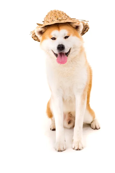 Akita Inu — Stok fotoğraf