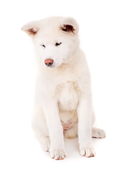 Akita Inu. — Foto de Stock