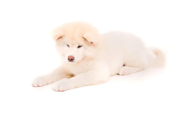 Akita Inu. — Foto de Stock