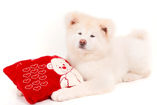 Akita inu — Foto Stock