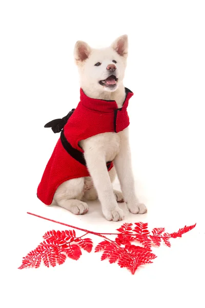 Akita Inu — Stock Photo, Image