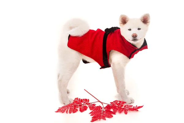 Akita inu — Fotografia de Stock