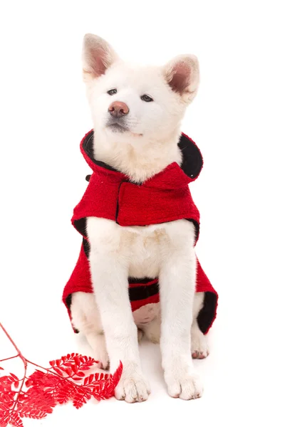 Akita inu — Stockfoto