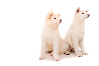 Akita Inu