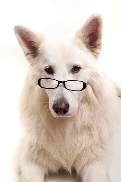 Swiss White Shepherd — Stock Photo, Image