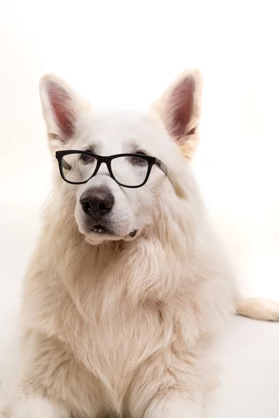 Swiss White Shepherd — Stock Photo, Image