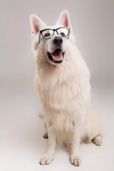 Berger blanc suisse — Photo