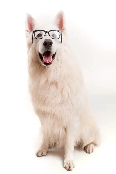 Swiss White Shepherd — Stock Photo, Image