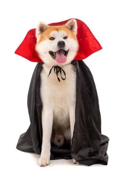 Akita Inu