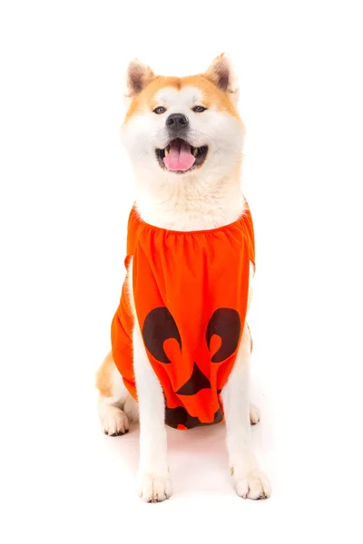 Akita inu — Stock fotografie