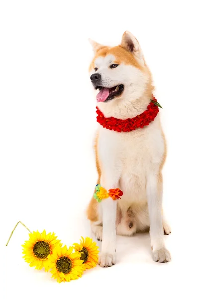 Akita inu — Stockfoto