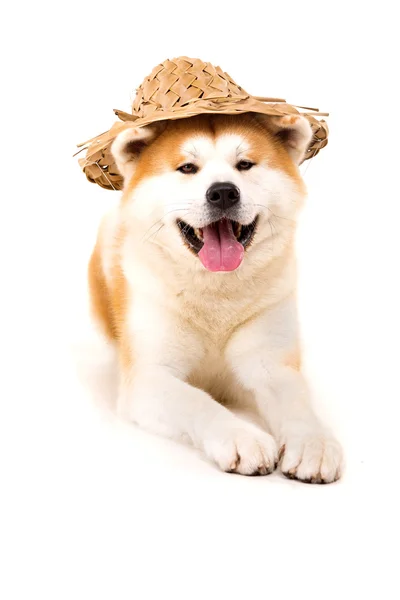 Akita inu — Fotografia de Stock