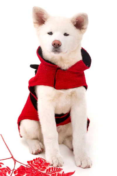 Akita inu — Stockfoto