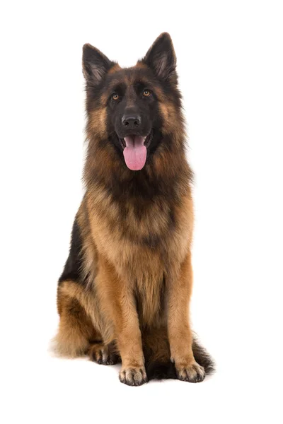 Deutscher Schäferhund — Stockfoto