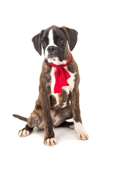 Cucciolo di Boxer — Foto Stock