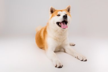 Akita Inu