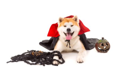 Akita Inu