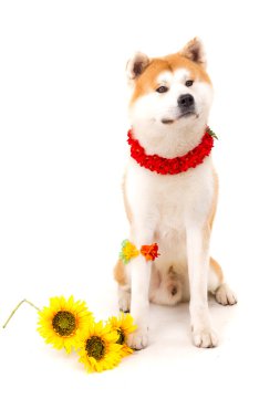 Akita Inu