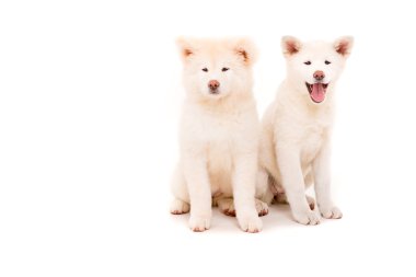 Akita Inu