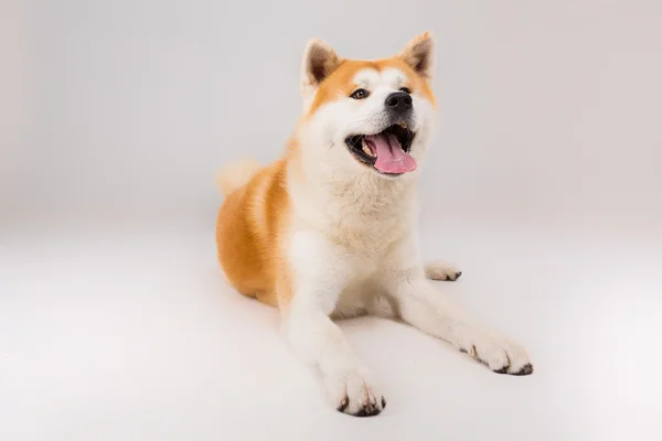 Akita inu — Stock fotografie