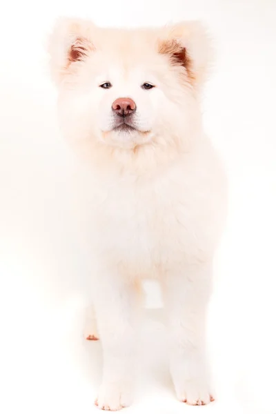 Akita inu — Fotografia de Stock