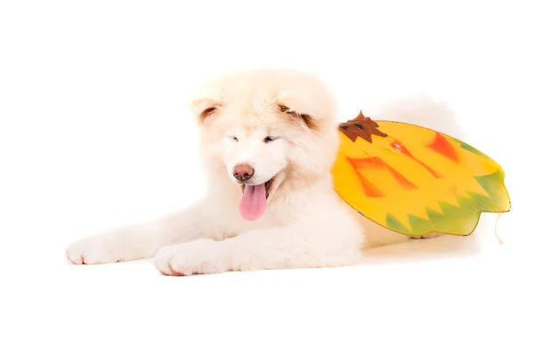 Akita inu — Stockfoto