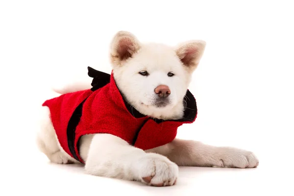 Akita inu — Fotografia de Stock