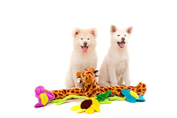 Akita Inu — Stock Photo, Image