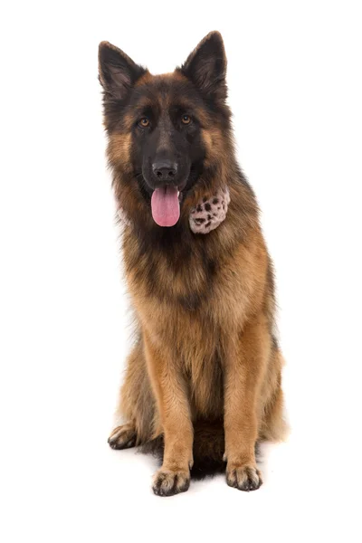 Deutscher Schäferhund — Stockfoto