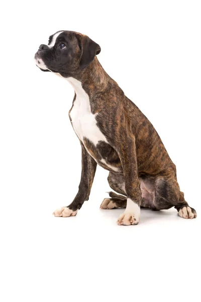 Boxer puppy — Stock Photo, Image