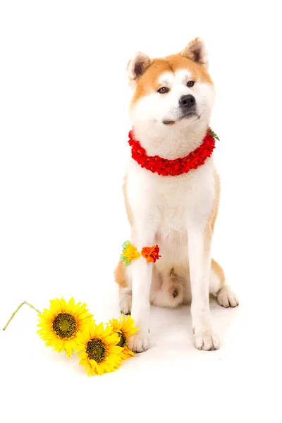 Akita inu Imagens De Bancos De Imagens Sem Royalties