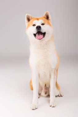 Akita Inu