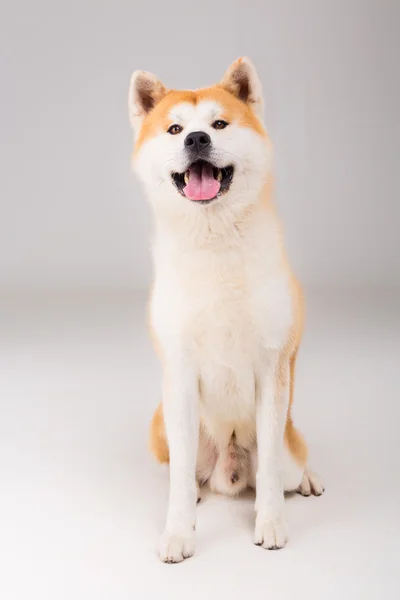 Akita inu — Fotografia de Stock