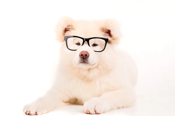 Akita Inu — Stock Photo, Image