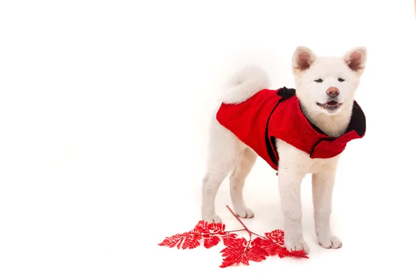 Akita inu — Stockfoto