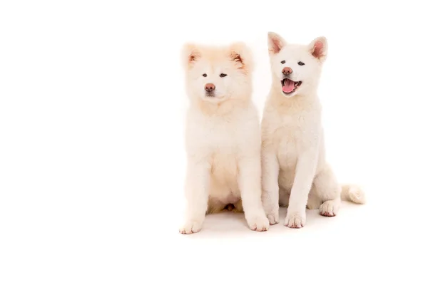 Akita inu — Stockfoto