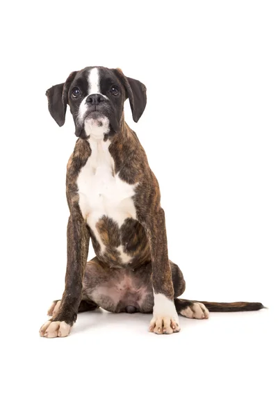 Boxer puppy — Stock Photo, Image