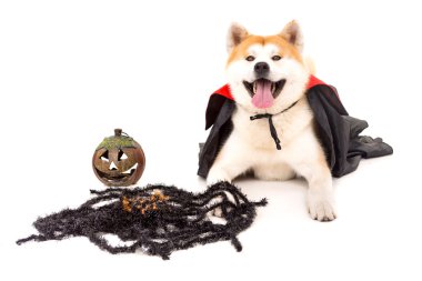 Akita Inu