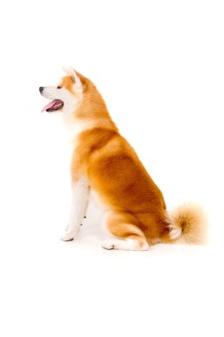 Akita Inu