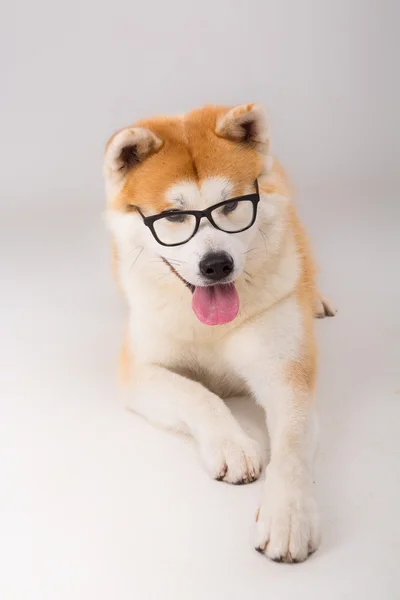 Akita inu — Fotografia de Stock