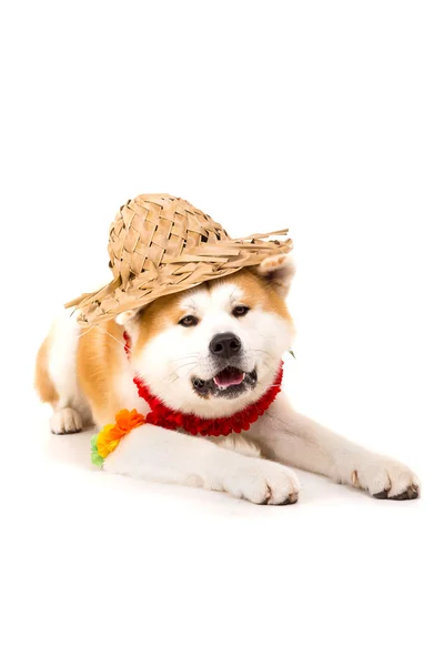 Akita inu — Stock fotografie