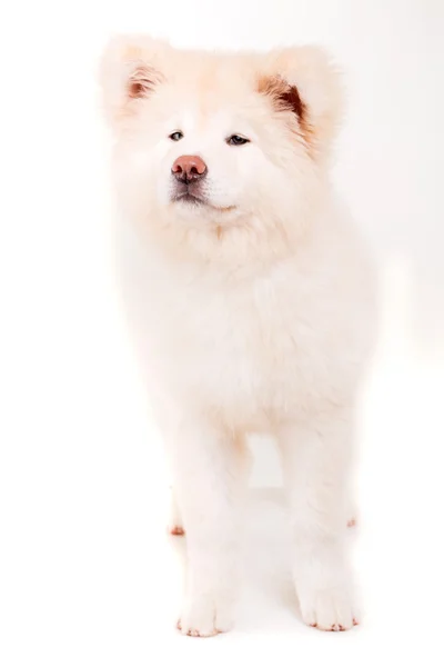 Akita inu — Zdjęcie stockowe