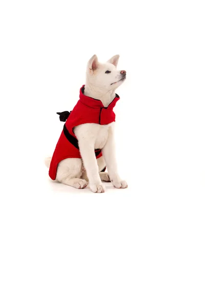 Akita Inu — Stock Photo, Image