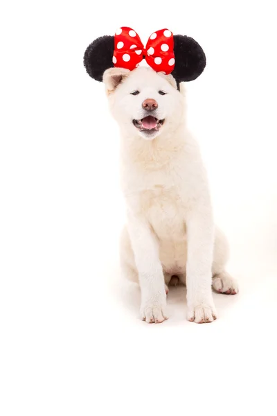 Akita inu — Stockfoto