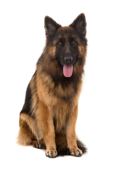 Deutscher Schäferhund — Stockfoto