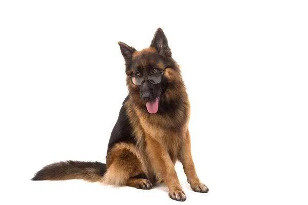 Deutscher Schäferhund — Stockfoto