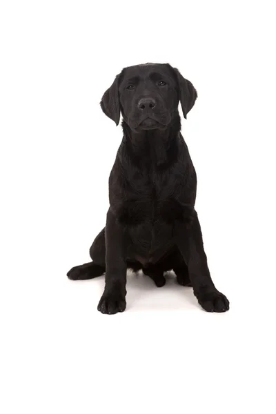 Labrador retriever —  Fotos de Stock