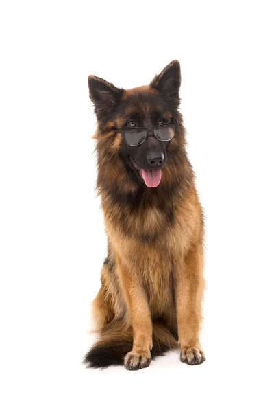 Deutscher Schäferhund — Stockfoto