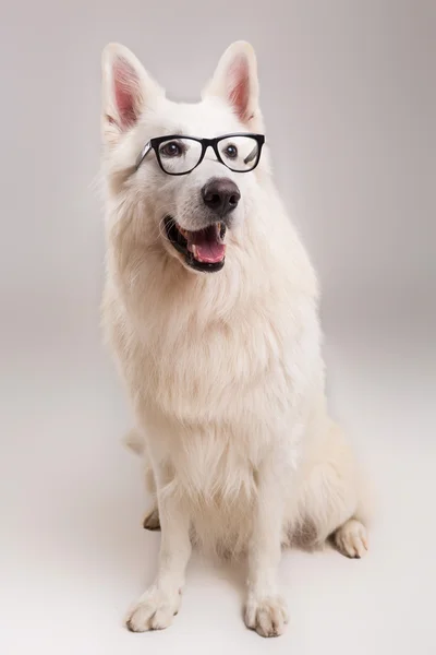 Swiss White Shepherd — Stock Photo, Image