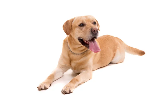 Genç Labrador köpek — Stok fotoğraf